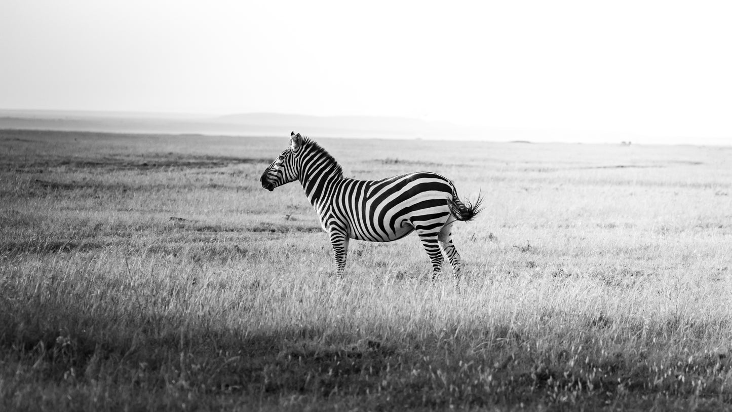 Stripes